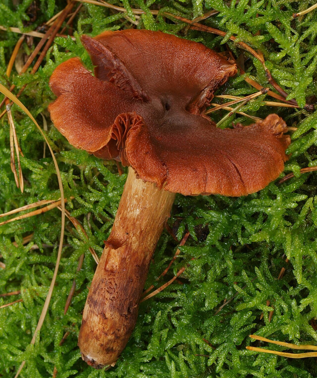 Cortinaire des montagnes (Cortinarius orellanus) roux orangé dans la mousse, lames rouille espacées et pied fibrilleux jaunâtre