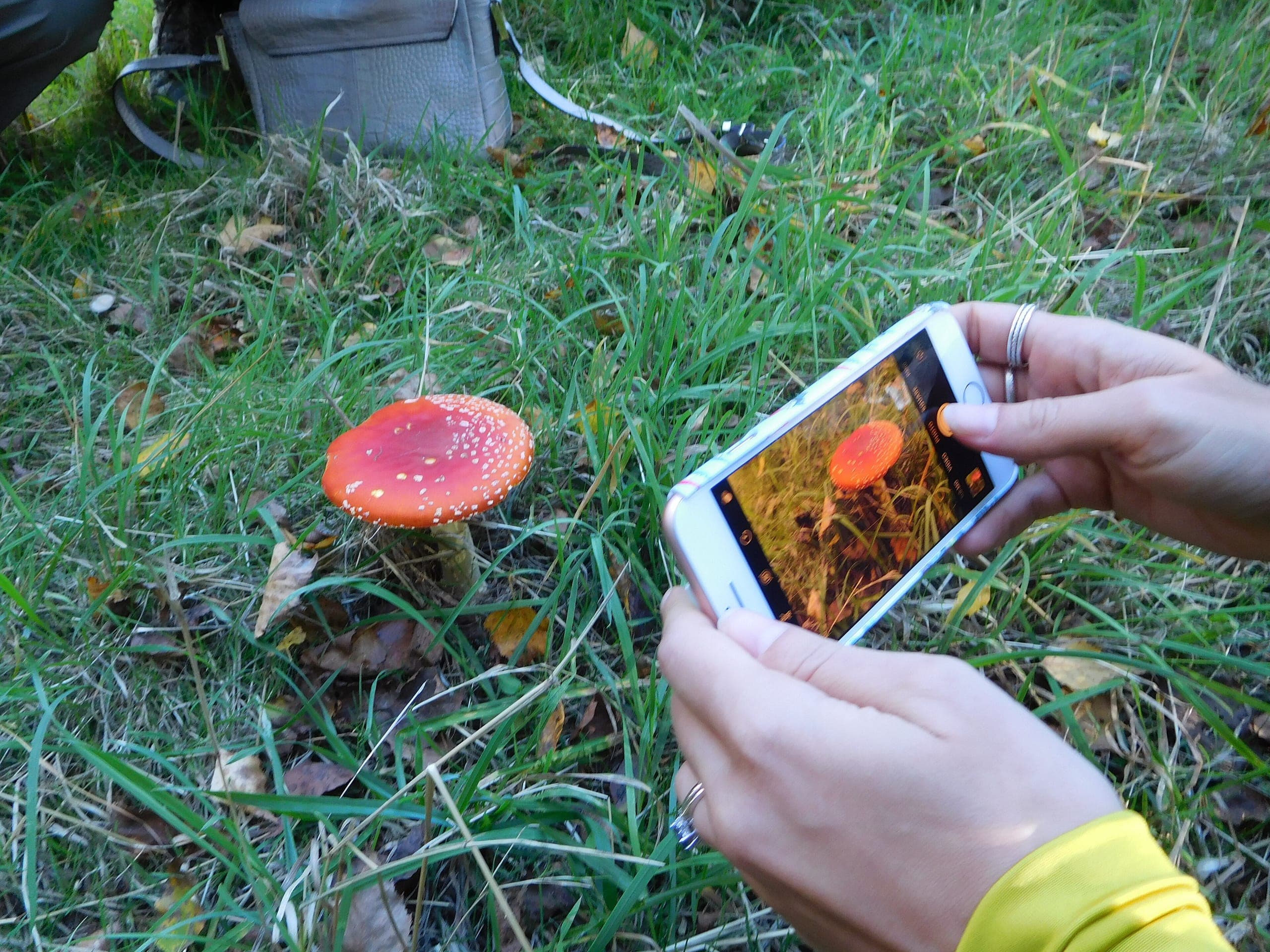 Deux mains tenant un smartphone à l'horizontale pour photographier une amanite tue-mouches rouge à pois blancs dans l'herbe : l'écran ne montre que le chapeau, ni les lames ni la base du pied