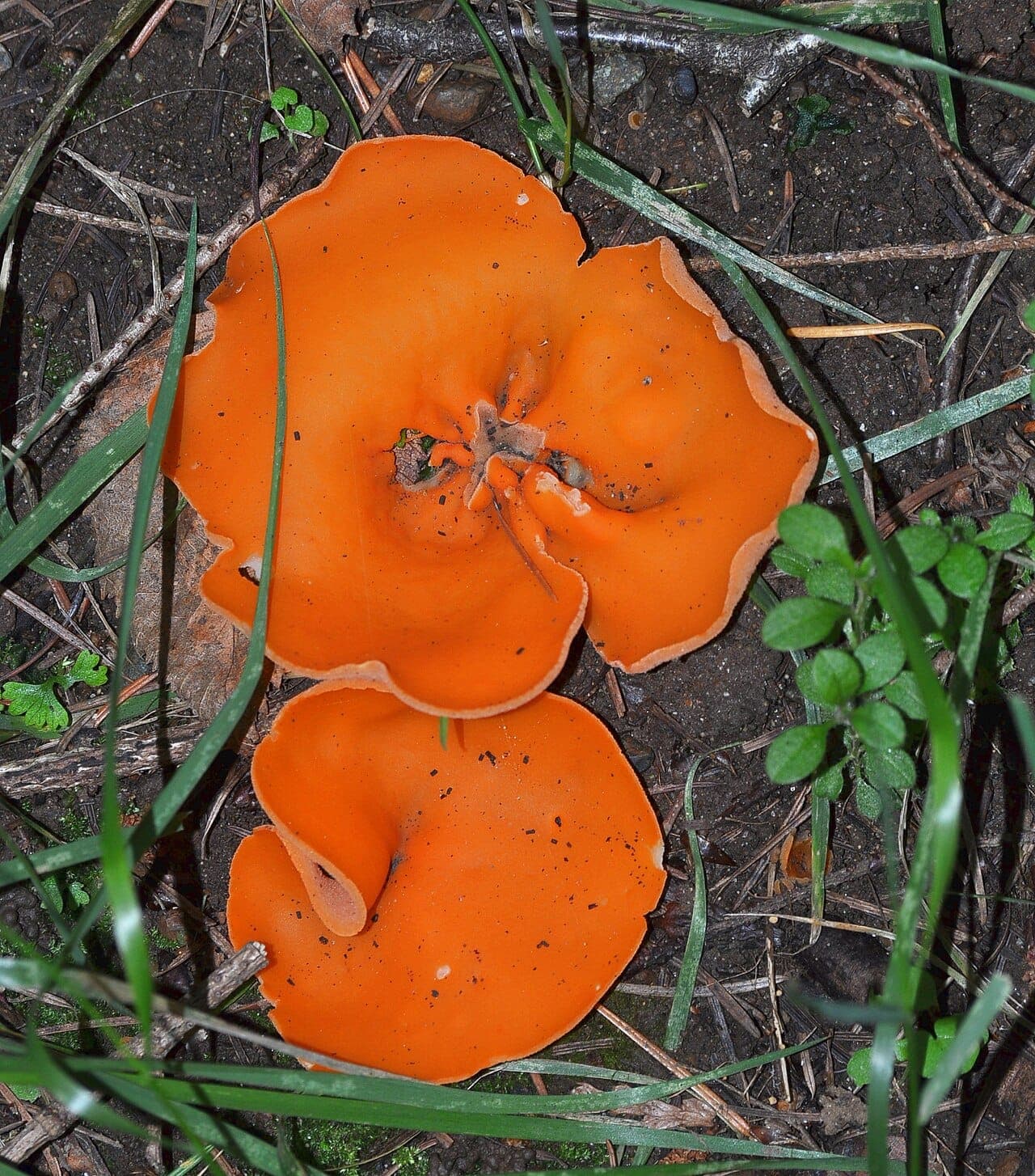 Pézizes orangées (Aleuria aurantia) aux coupes aplaties et lobées, orange vif, posées à même un sol nu forestier