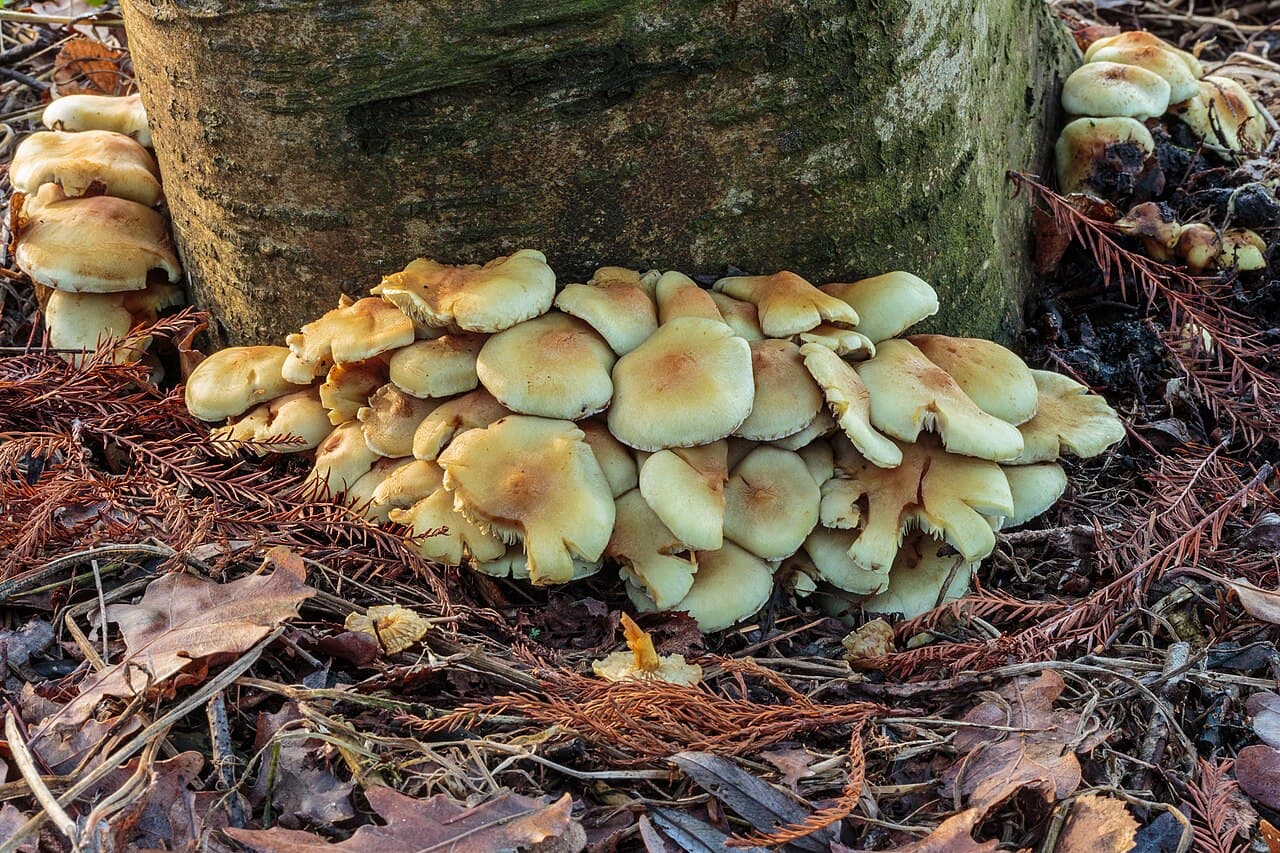 Touffe d'hypholomes en touffes (Hypholoma fasciculare) jaune soufre au pied d'une souche