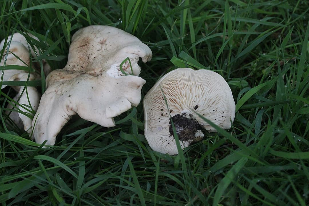Mousserons de printemps (Calocybe gambosa) dans l'herbe, chapeaux crème charnus, l'un montrant ses lames blanches