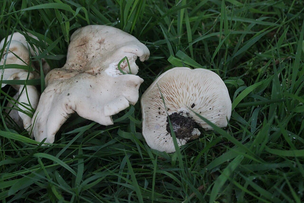 Mousserons de printemps (Calocybe gambosa) dans l'herbe, chapeaux crème charnus, l'un montrant ses lames blanches