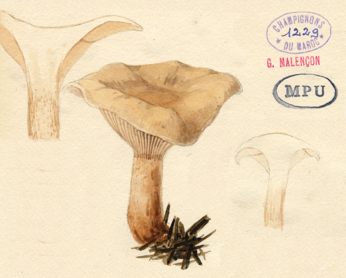 Planche aquarellée de G. Malençon représentant le clitocybe de Briançon (Clitocybe amoenolens) : chapeau en entonnoir, lames décurrentes et pied brunâtre — aucune photographie libre n'existe de cette espèce rare