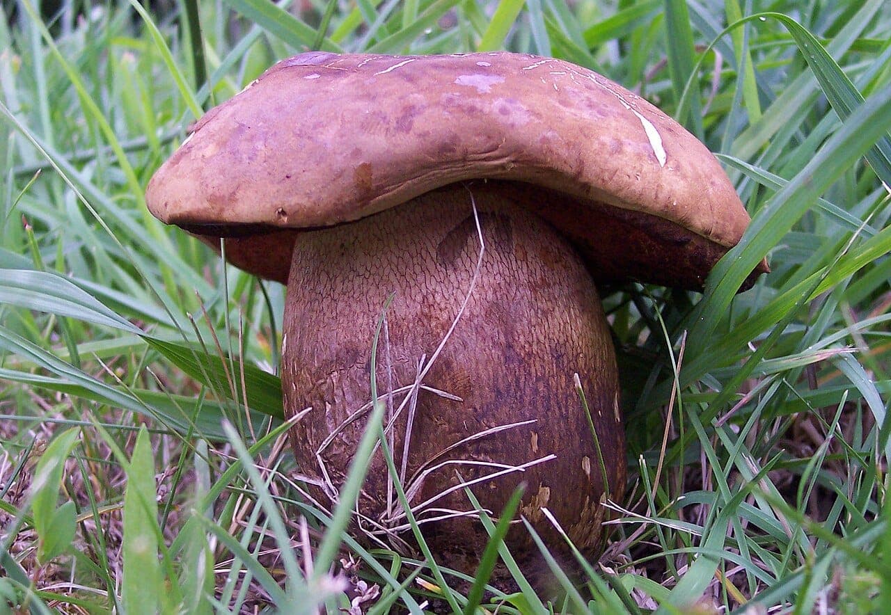 Bolet blafard (Suillellus luridus) poussant dans l'herbe, montrant le réseau rouge-brun en relief sur son pied jaune orangé