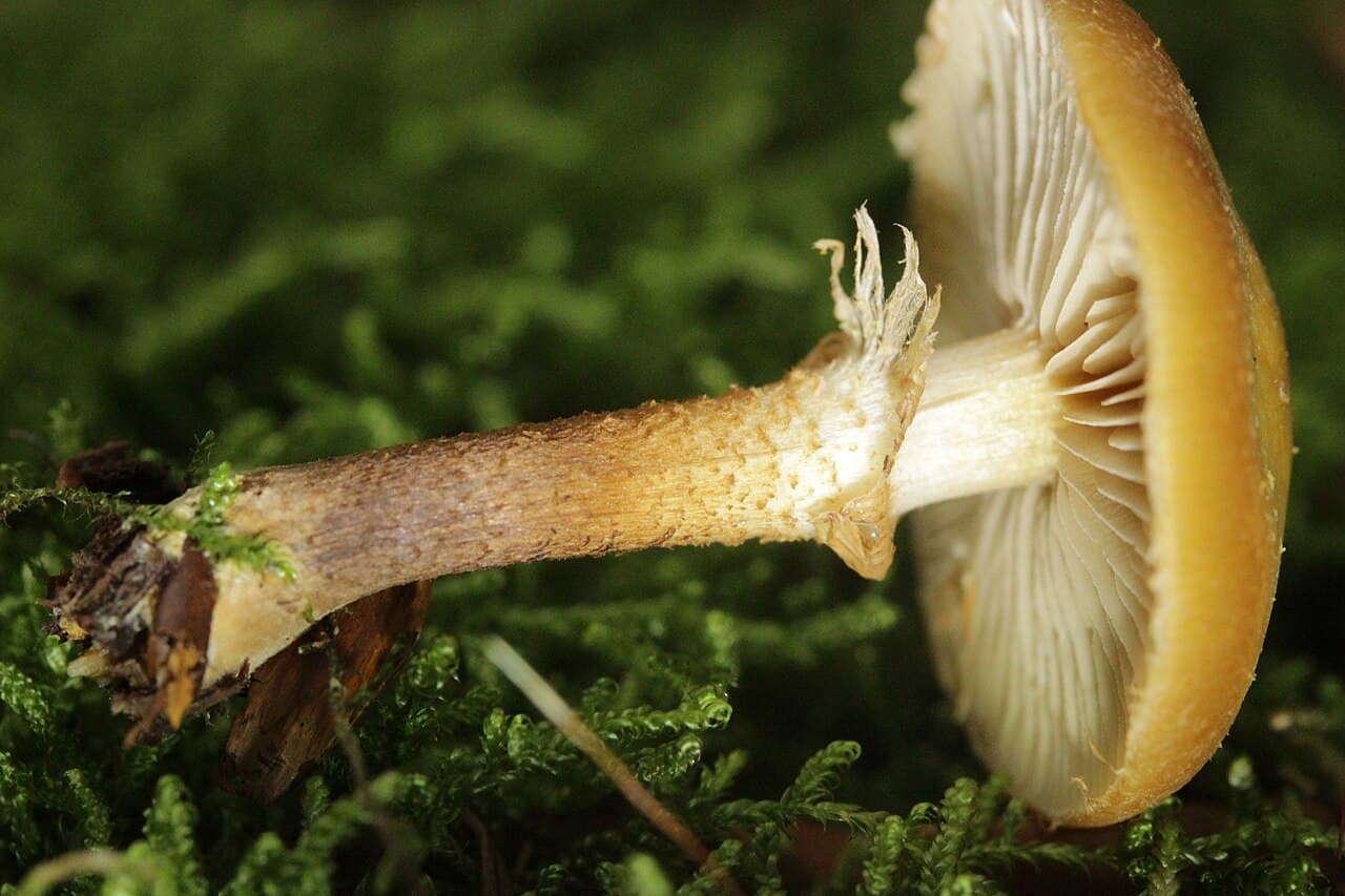 Pholiote changeante (Kuehneromyces mutabilis) couchée, montrant ses lames cannelle et son pied mécheux sous l'anneau