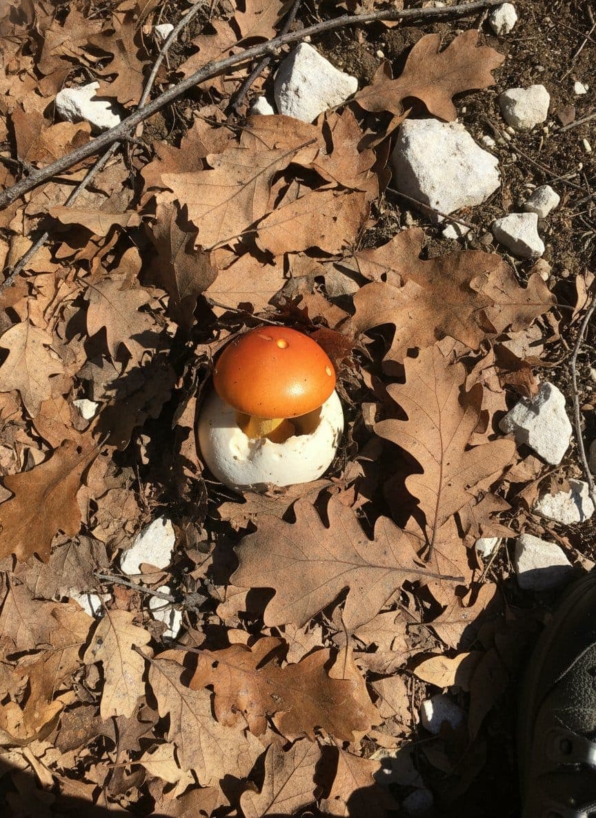 Photo de la sortie « L'oronge du matin, récompense de l'été »
