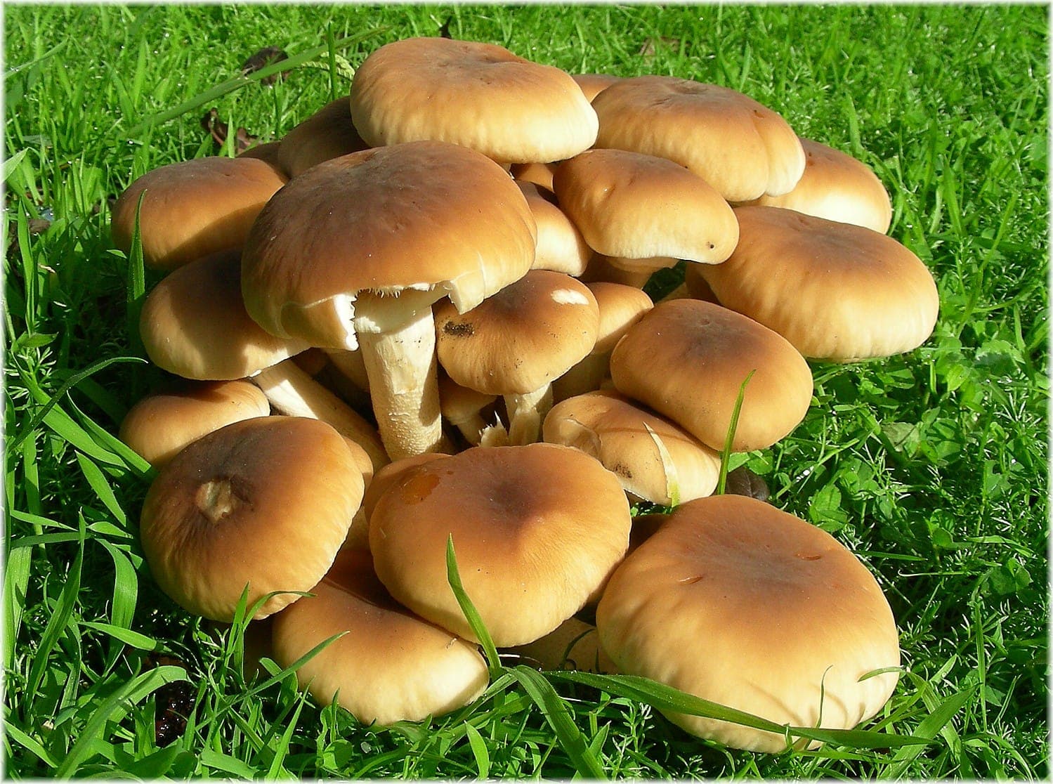 Touffe de pholiotes du peuplier (Cyclocybe aegerita) aux chapeaux brun miel pâlissant vers le beige, poussant à même le sol au pied d'un arbre
