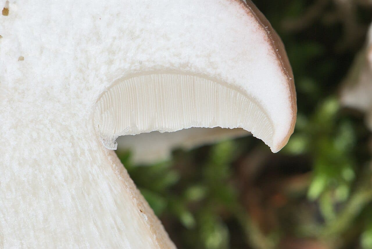 Gros plan sur la marge coupée du chapeau montrant les tubes blanc crème, fins et serrés, jamais des lames
