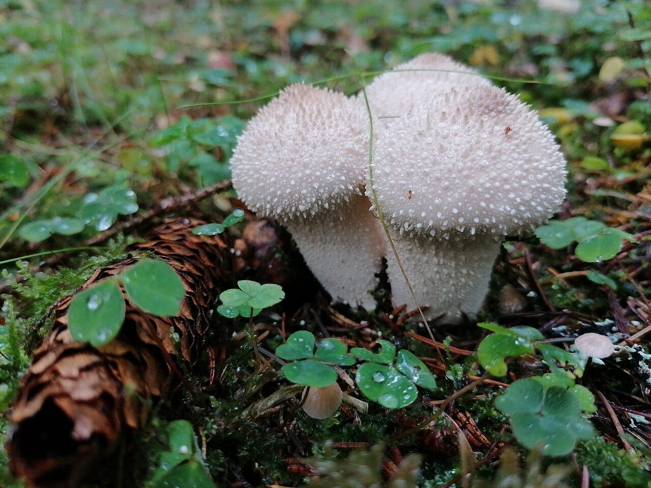 Base de vesses-de-loup perlées posées à même la litière de forêt, sans anneau ni volve, à côté d'une jeune pousse encore fermée