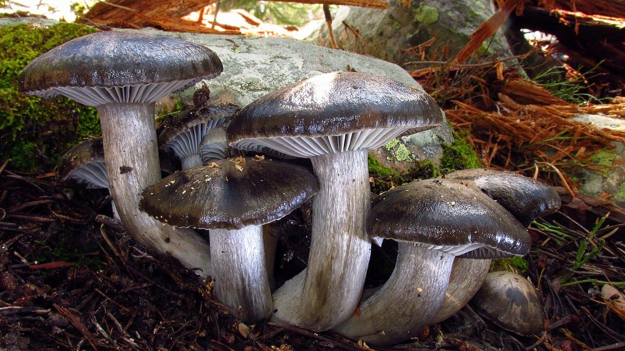 Touffe d'hygrophores de mars (Hygrophorus marzuolus) au chapeau gris à noirâtre, poussant contre un rocher moussu en forêt de conifères