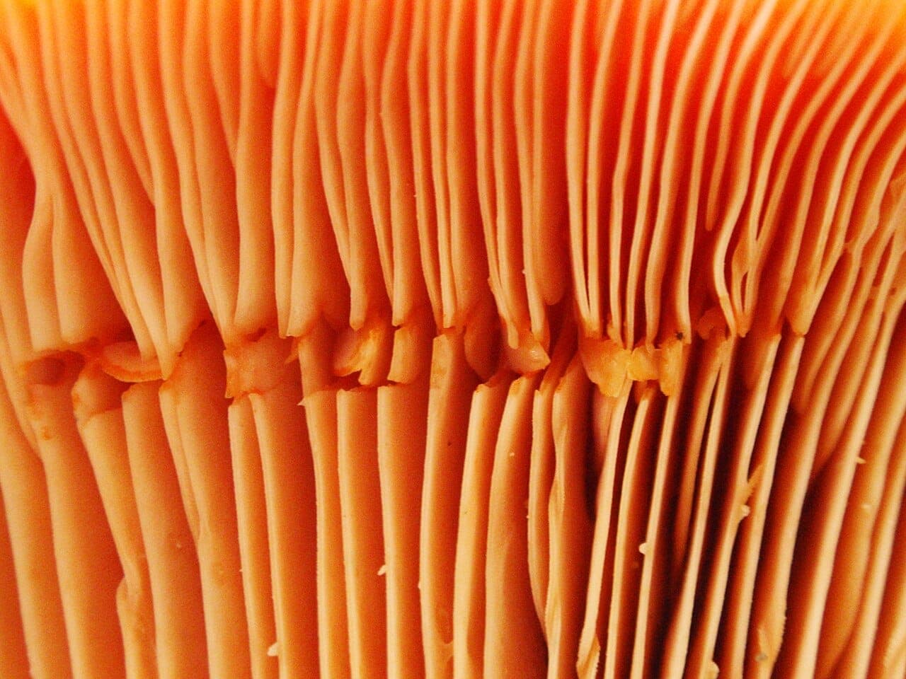 Gros plan sur les lames orange du lactaire délicieux, avec des gouttes de lait carotte perlant aux entailles
