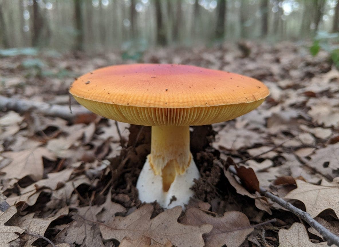 Photo de la sortie « L'oronge du matin, récompense de l'été »