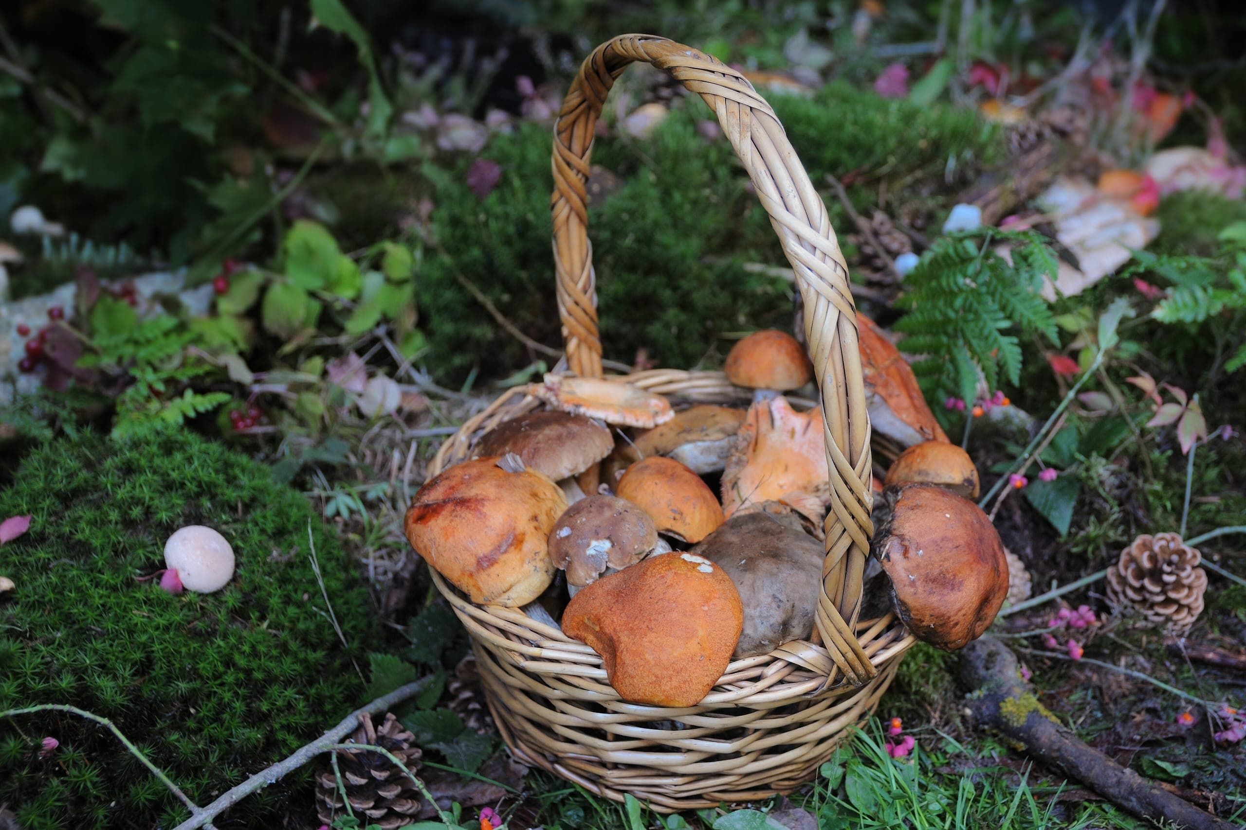 Panier en osier rempli de cèpes et de bolets orangés cueillis en forêt, posé sur la mousse parmi les fougères et les pommes de pin : une cueillette mélangée qu'il faut faire contrôler avant de la cuisiner