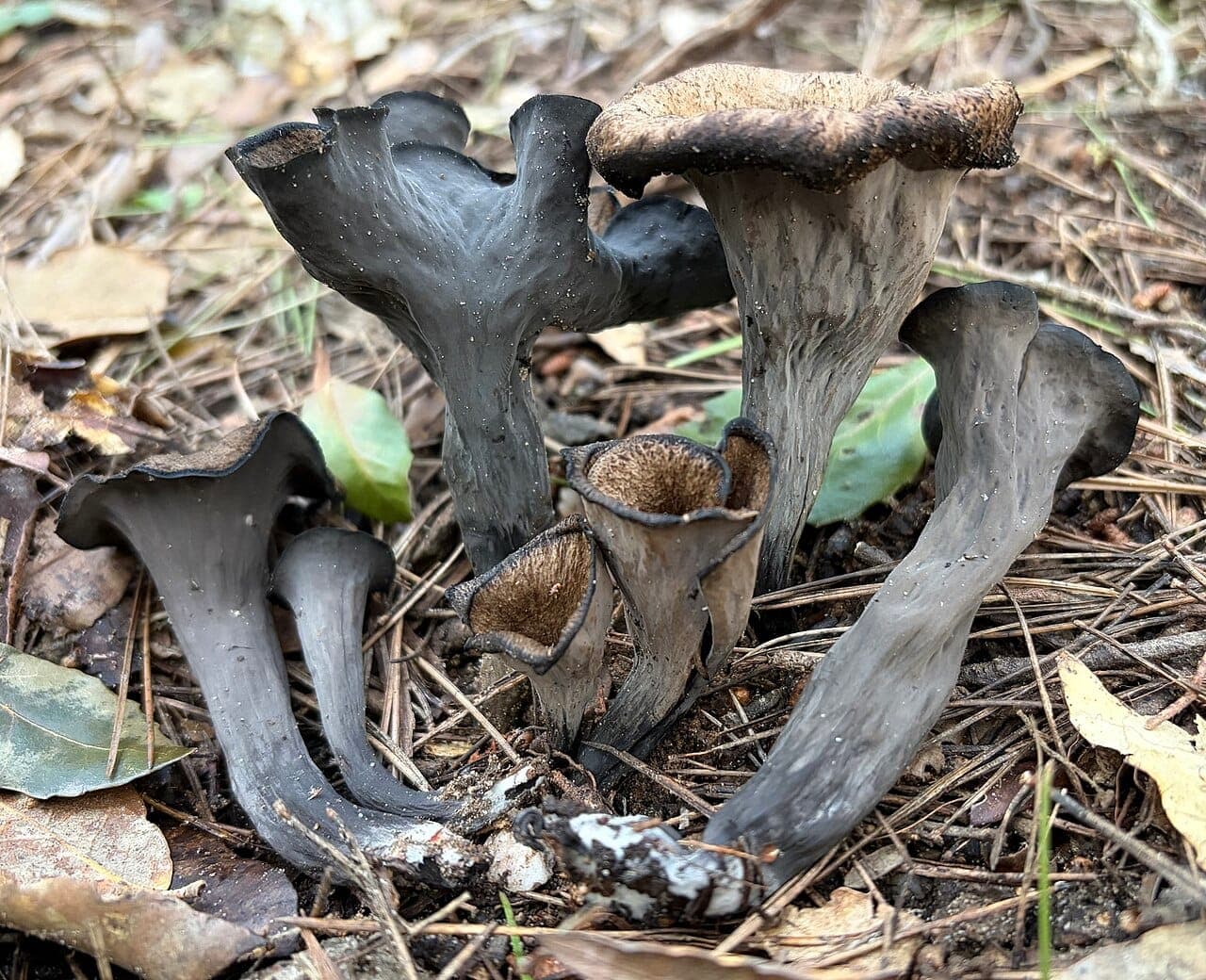 Touffe de trompettes de la mort en entonnoir noir profond, ouverture centrale visible, marge lobée et ondulée