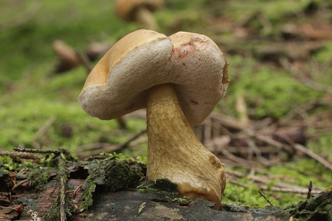 Bolet amer (Tylopilus felleus) à chapeau beige rosé et pied clair dans la mousse, sosie fréquent du cèpe