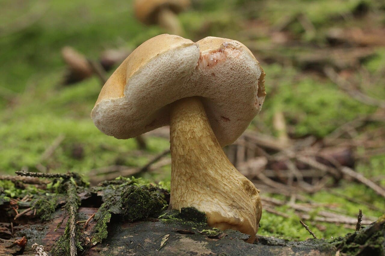 Bolet amer (Tylopilus felleus) à chapeau beige rosé et pied clair dans la mousse, sosie fréquent du cèpe