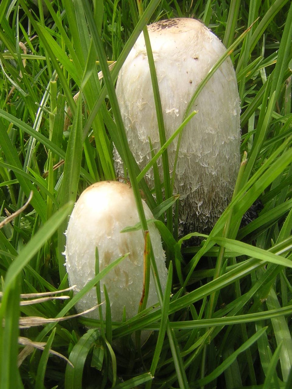 Chapeau en fuseau du coprin chevelu, couvert de mèches blanches retroussées et brunes au sommet