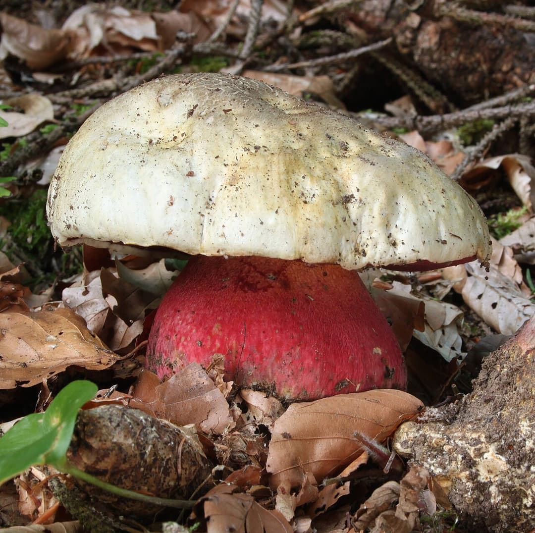 Bolet de Satan (Rubroboletus satanas) : chapeau pâle, pores rouges et pied jaune et rouge, toxique