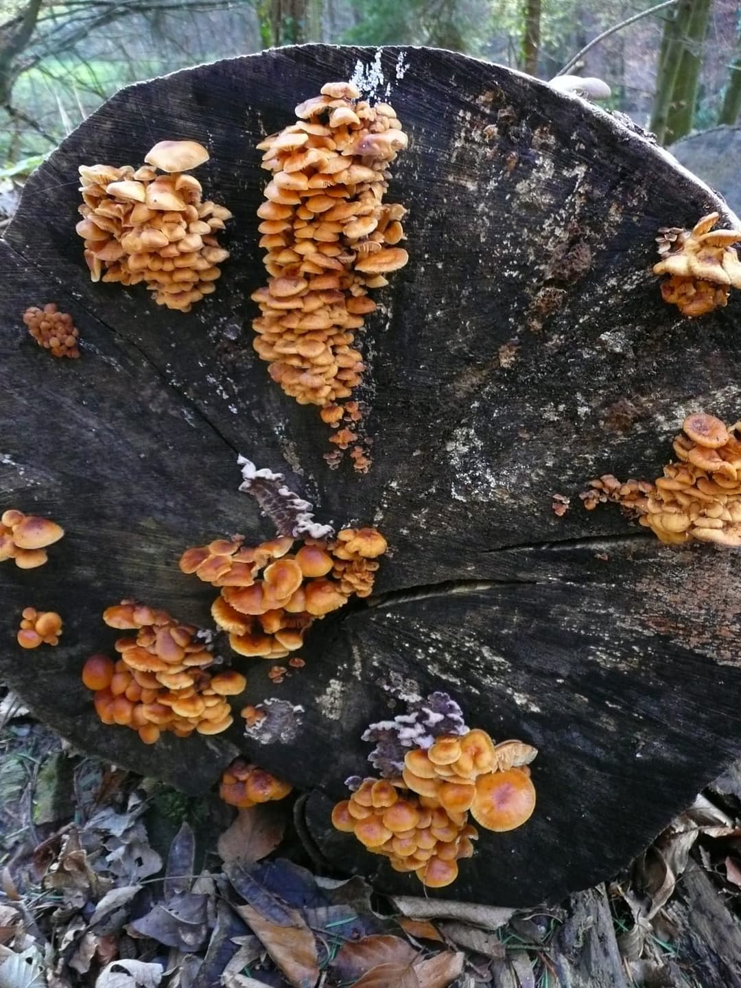 Touffes de collybies à pied velouté (Flammulina velutipes) orange vif sur une grume de feuillu, en plein hiver