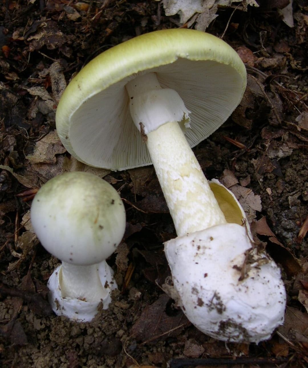 Amanite phalloïde (Amanita phalloides) : chapeau verdâtre, lames blanches, anneau et volve, mortelle