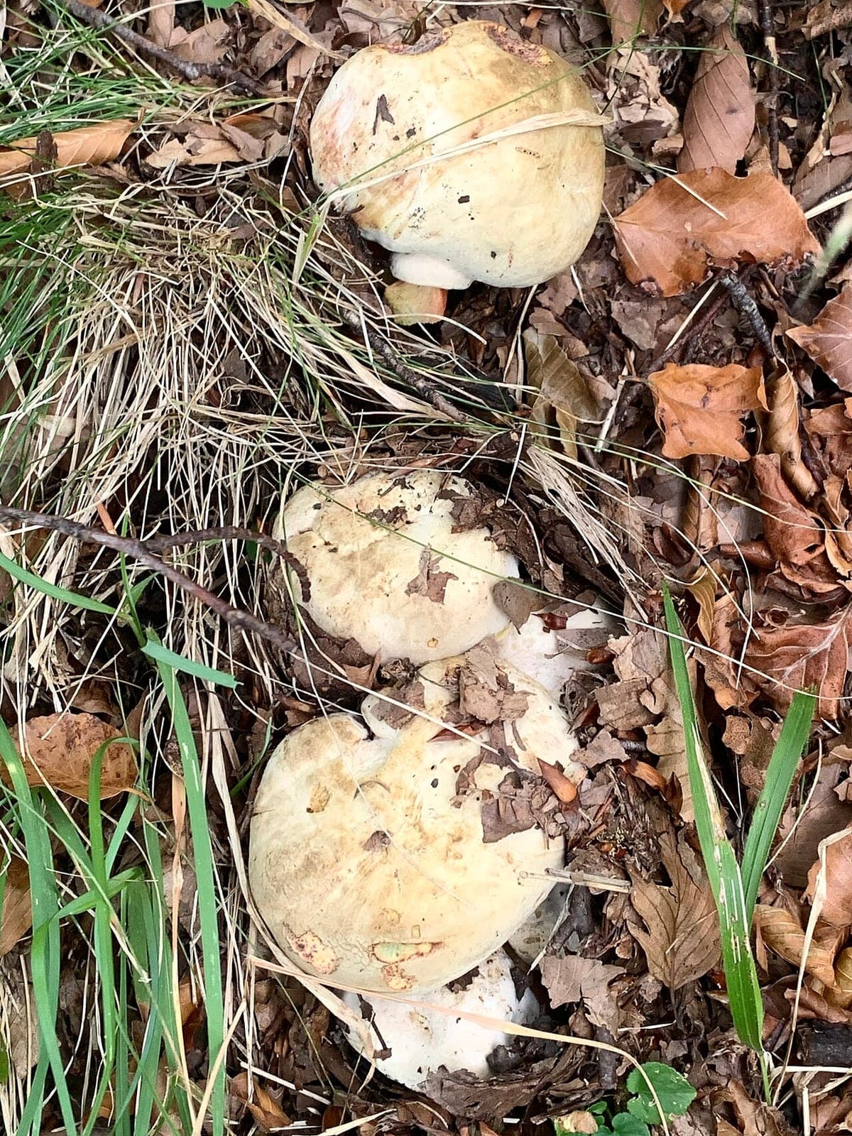 Chapeau du bolet de Satan gris pâle à crème, bombé et velouté, vu de dessus dans l'herbe