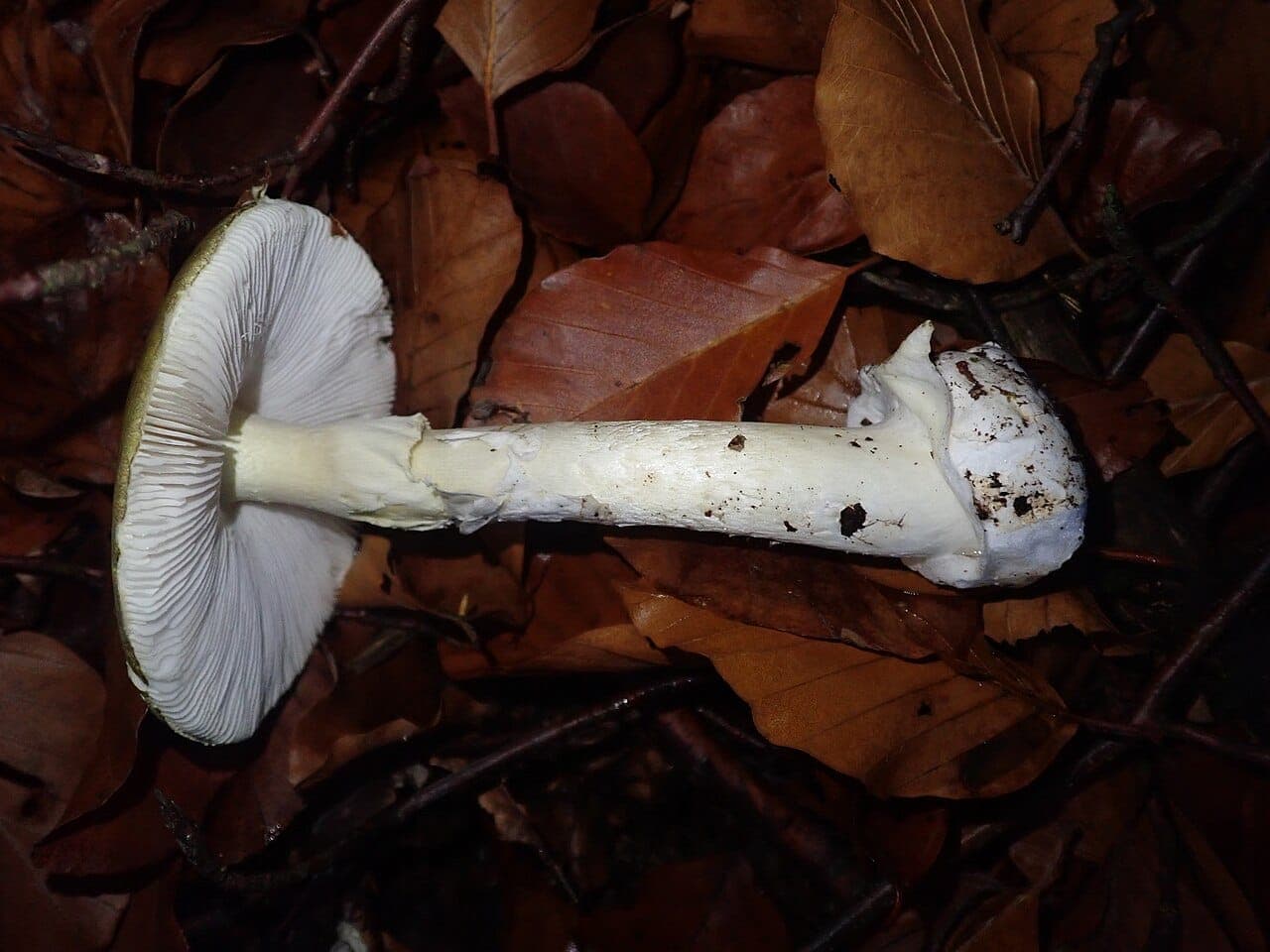 Amanite phalloïde couchée : pied blanc avec son anneau retombant et, à la base, la volve blanche en sac