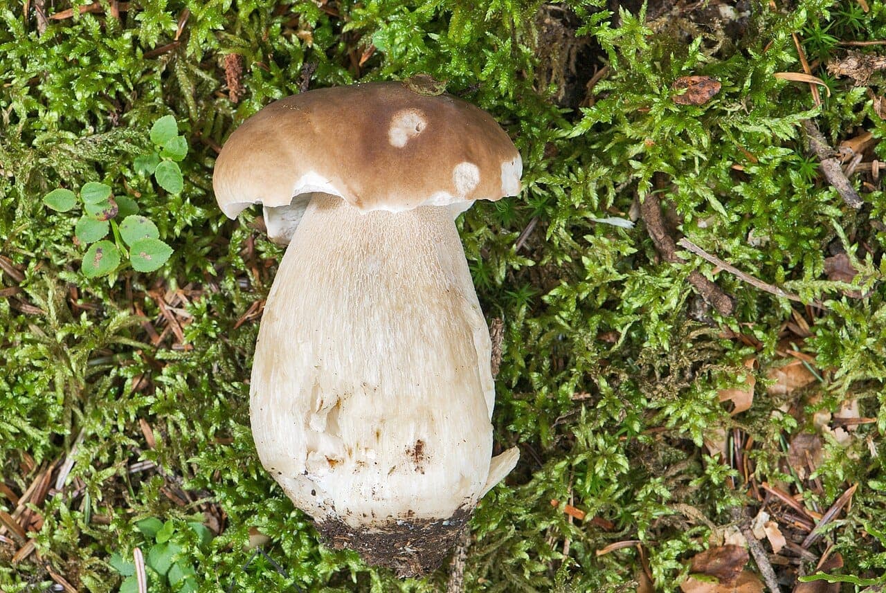 Pied massif et bulbeux du cèpe de Bordeaux, blanc à réseau (réticulations) fin et clair sur toute la longueur