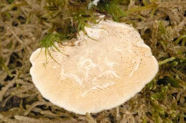 Dessous d'une tramète versicolore montrant des pores fins, réguliers et crème : le critère qui élimine toute confusion avec les stérées à surface lisse