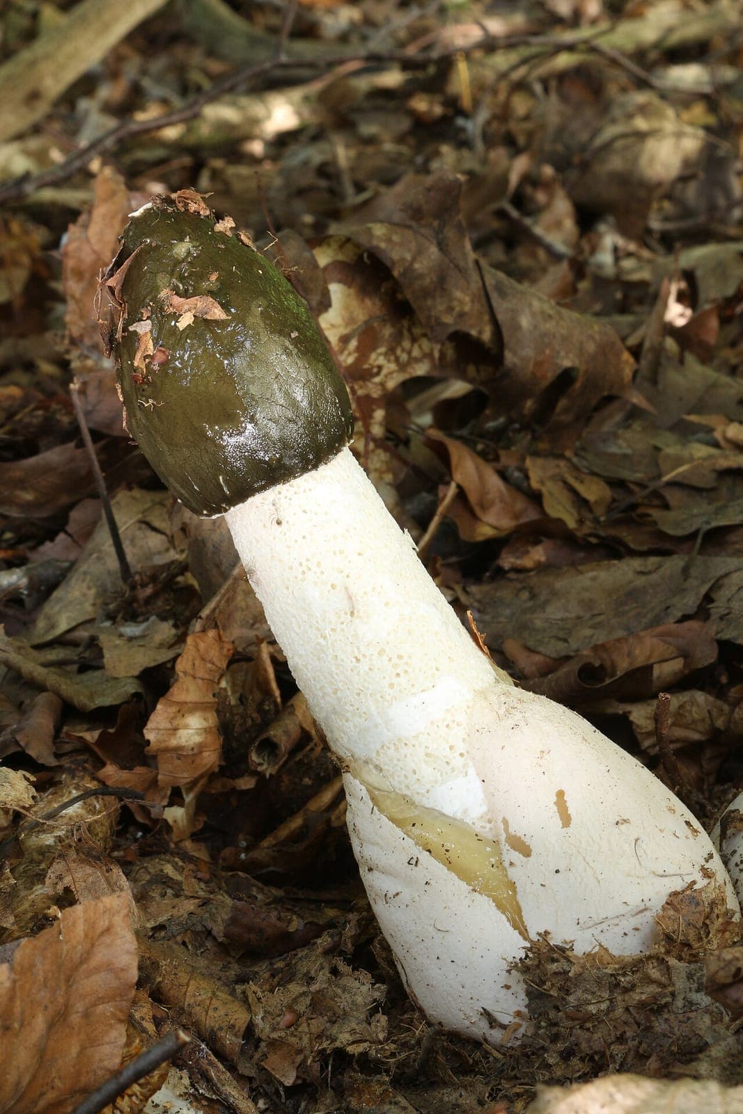 Satyre puant adulte (Phallus impudicus) émergeant de la litière : chapeau conique alvéolé recouvert de gléba vert olive gluante, pied blanc spongieux