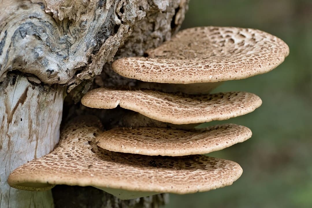 Polypore écailleux (Cerioporus squamosus) en éventails jaune ocre à grosses écailles brunes, étagés sur un tronc