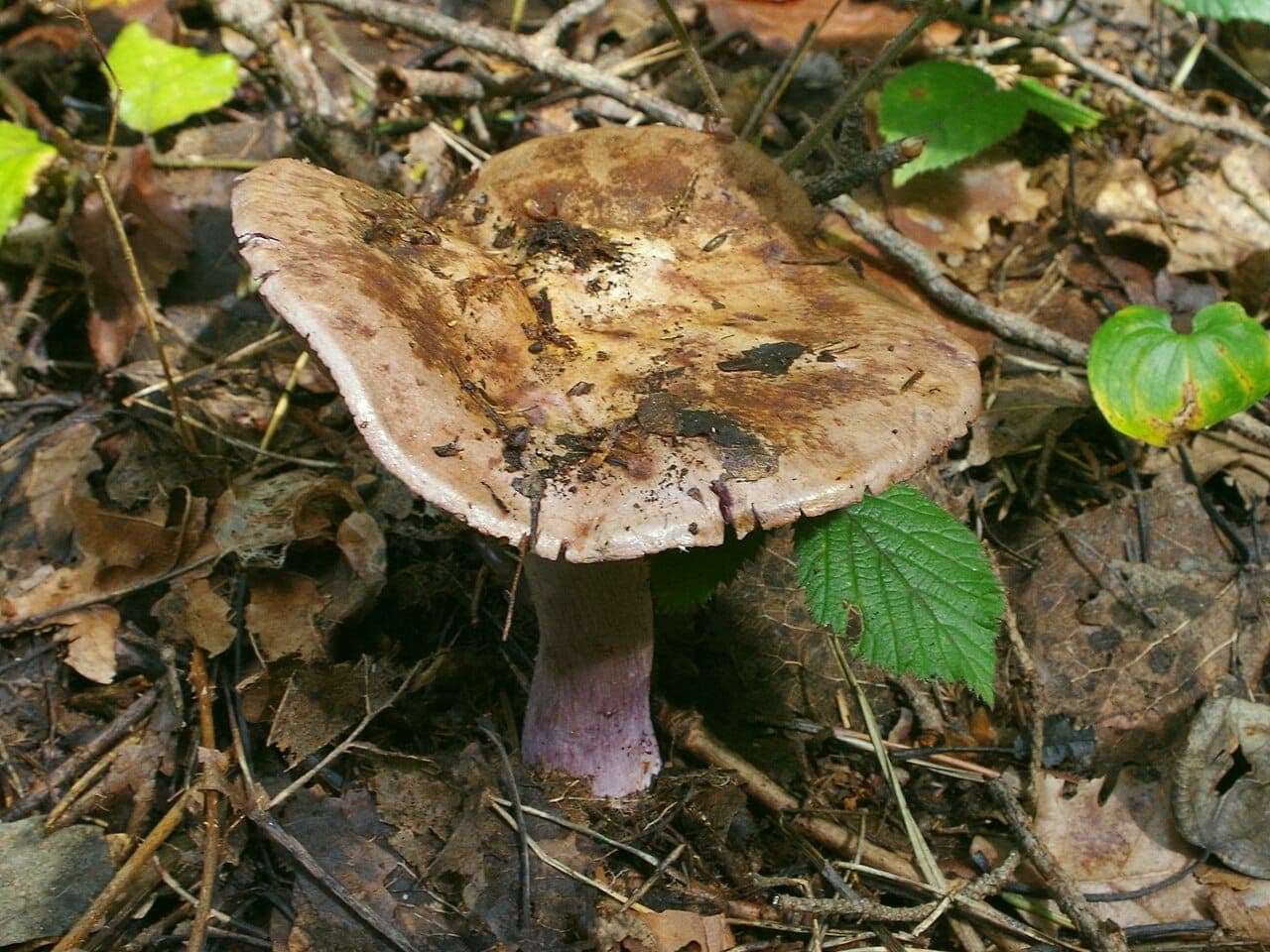 Pied du pied violet montrant sa teinte lilas à améthyste caractéristique, la seule partie franchement violette du champignon