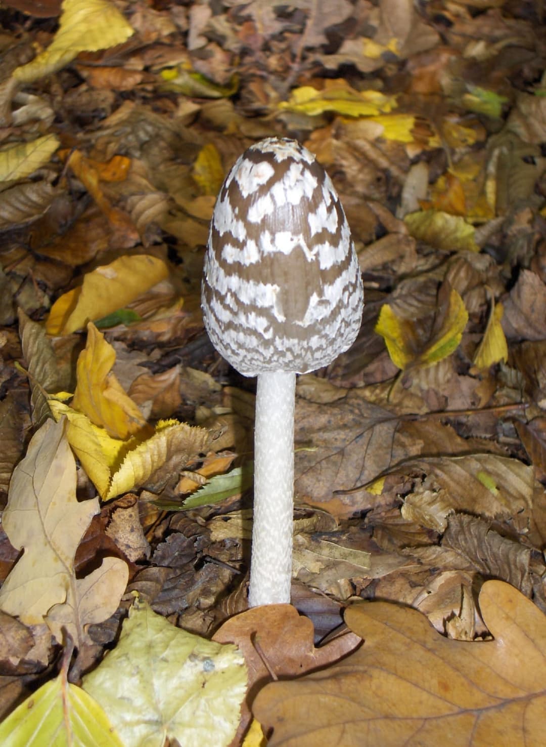 Coprin pie (Coprinopsis picacea) au chapeau brun-noir tacheté de blanc, sur son pied blanc élancé, dans la litière de feuilles sous un hêtre