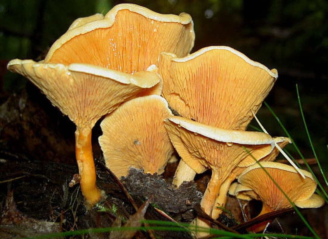 Fausse girolle (Hygrophoropsis aurantiaca) orangée à vraies lames fines et fourchues