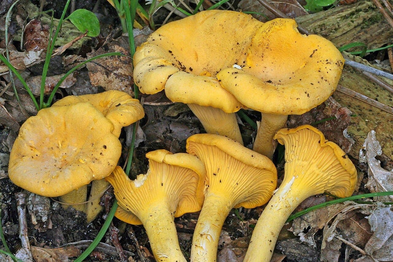 Groupe de girolles jaune d'œuf, chapeaux en entonnoir irrégulier à marge ondulée, en litière