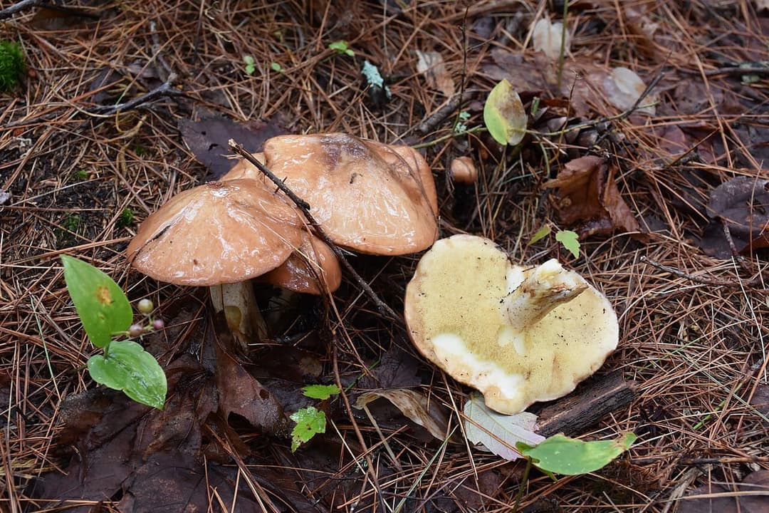 Bolets jaunes (Suillus luteus) au chapeau brun visqueux, l'un retourné montrant ses tubes jaunes, posés sur la litière d'aiguilles de pin