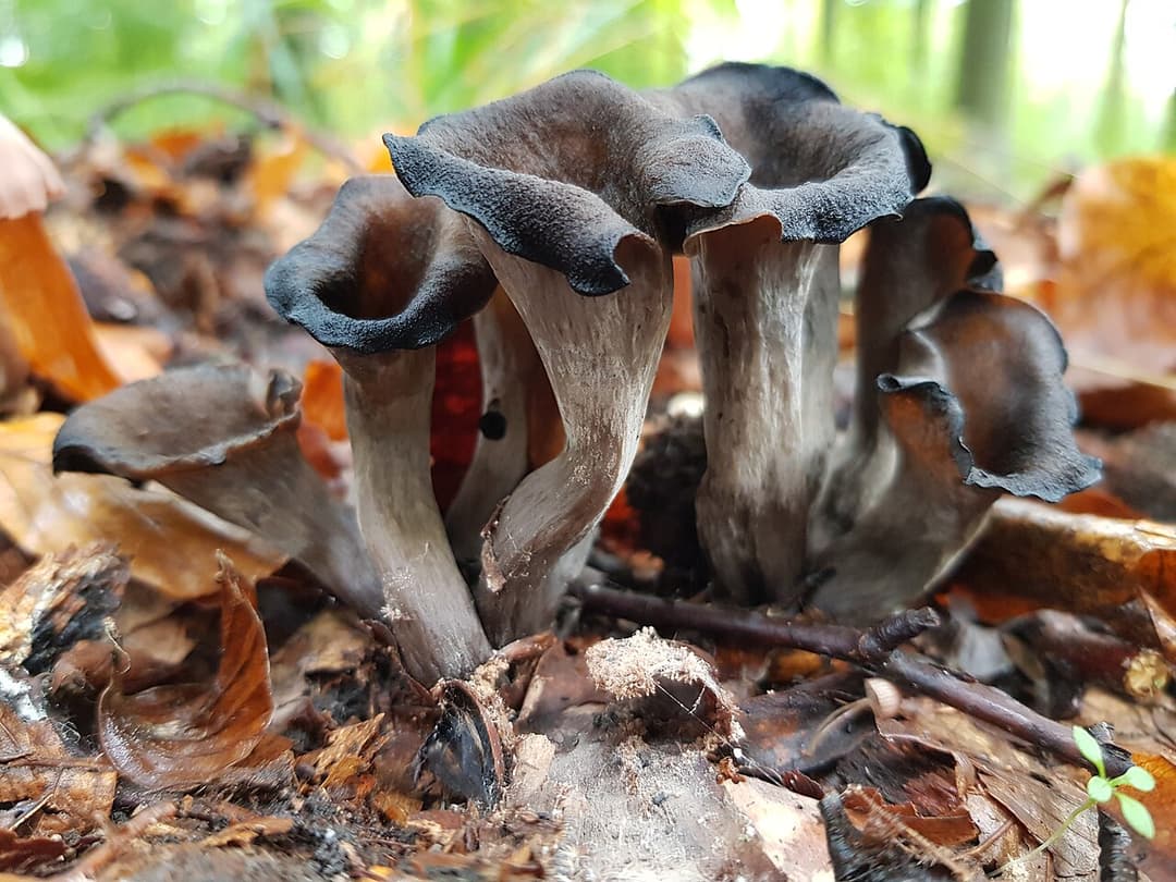Trompettes de la mort (Craterellus cornucopioides) gris-noir en entonnoir dans la litière