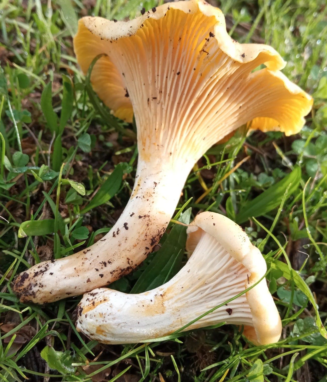 Dessous d'une girolle blanche montrant les plis décurrents et fourchus jaune ocre, jamais de vraies lames