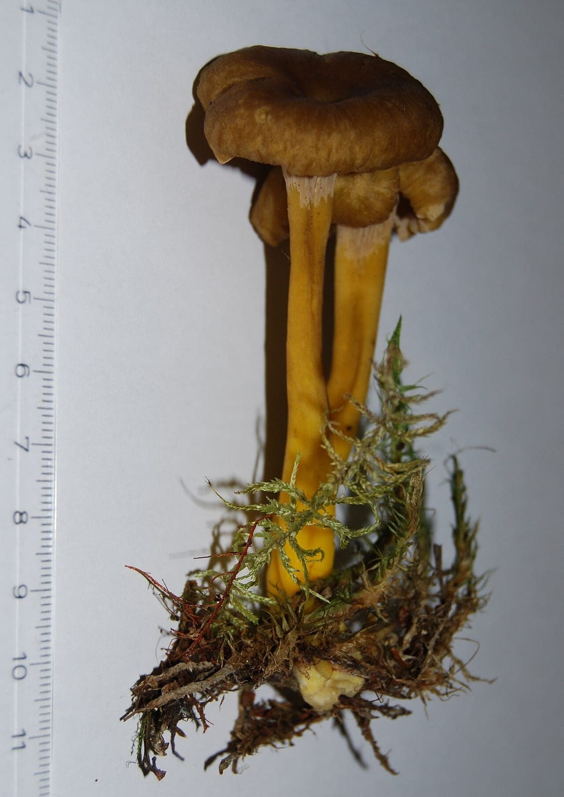 Chapeau brun aux bords ondulés et lobés de deux chanterelles en tube, posées sur leur long pied jaune creux