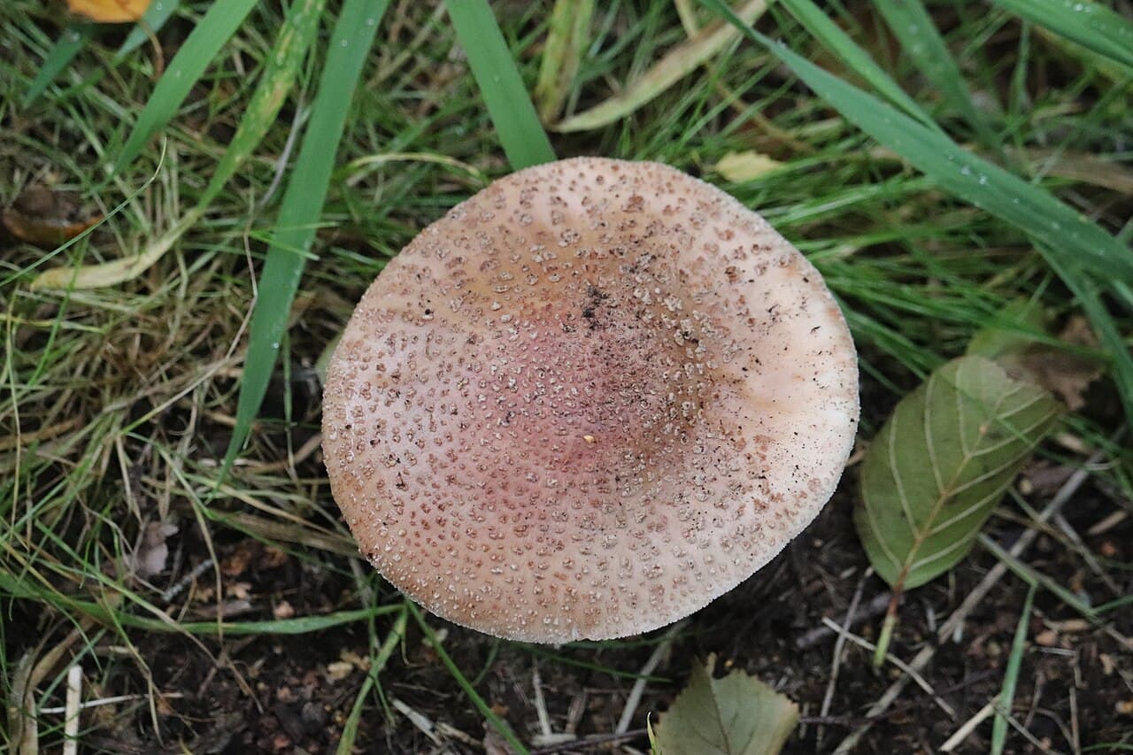 Amanite rougissante (Amanita rubescens) vue de dessus : chapeau brun rosé couvert de flocons grisâtres