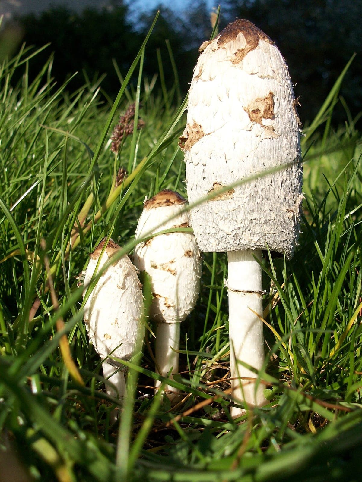 Pied blanc, long et lisse du coprin chevelu portant un petit anneau mobile près de la base