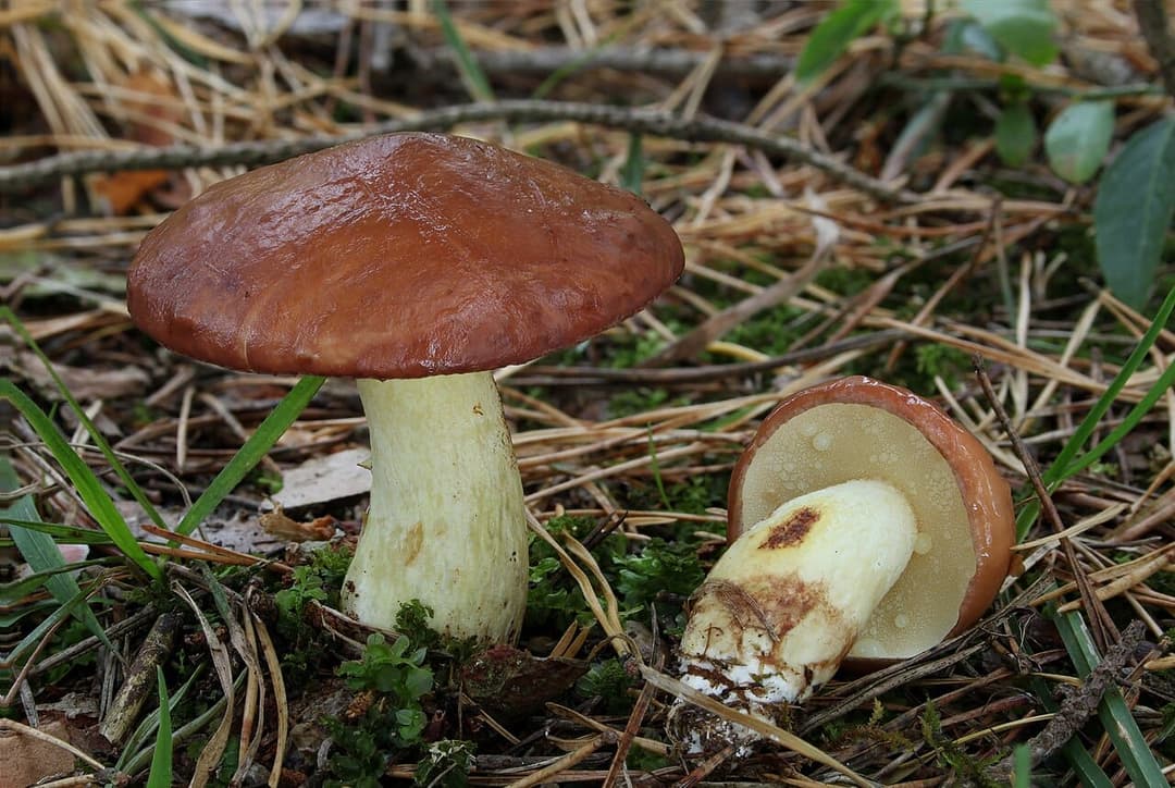 Bolets granulés (Suillus granulatus) au chapeau brun roux visqueux, l'un coupé montrant sa chair blanche à jaune pâle, sur litière d'aiguilles de pin