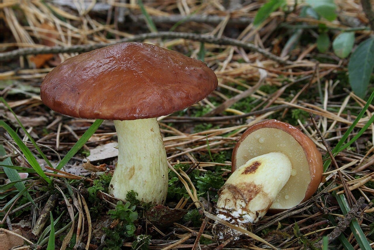 Bolets granulés (Suillus granulatus) au chapeau brun roux visqueux, l'un coupé montrant sa chair blanche à jaune pâle, sur litière d'aiguilles de pin