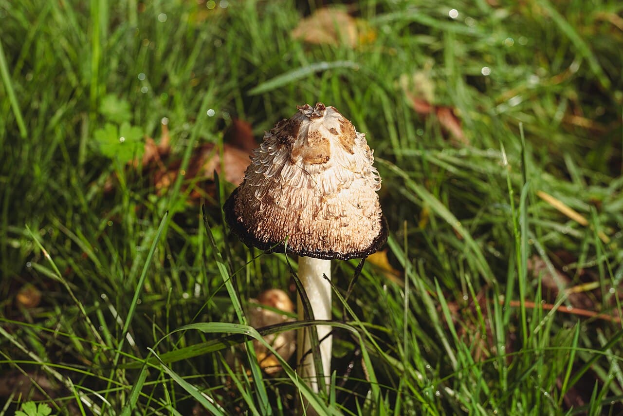 Coprin chevelu (Coprinus comatus) en fuseau blanc couvert de mèches retroussées, dans l'herbe
