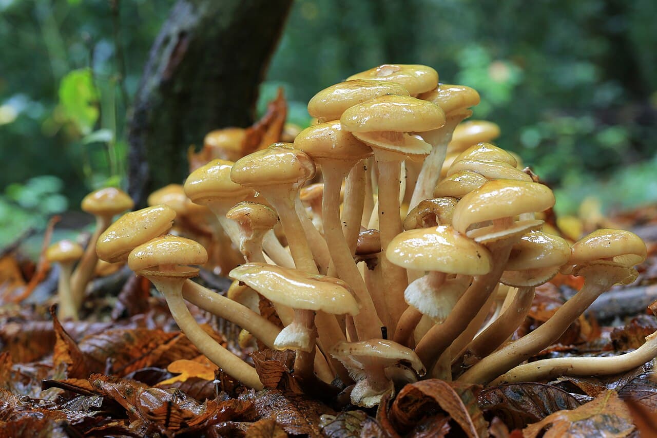 Touffe dense d'armillaires couleur de miel (Armillaria mellea) au pied d'un arbre