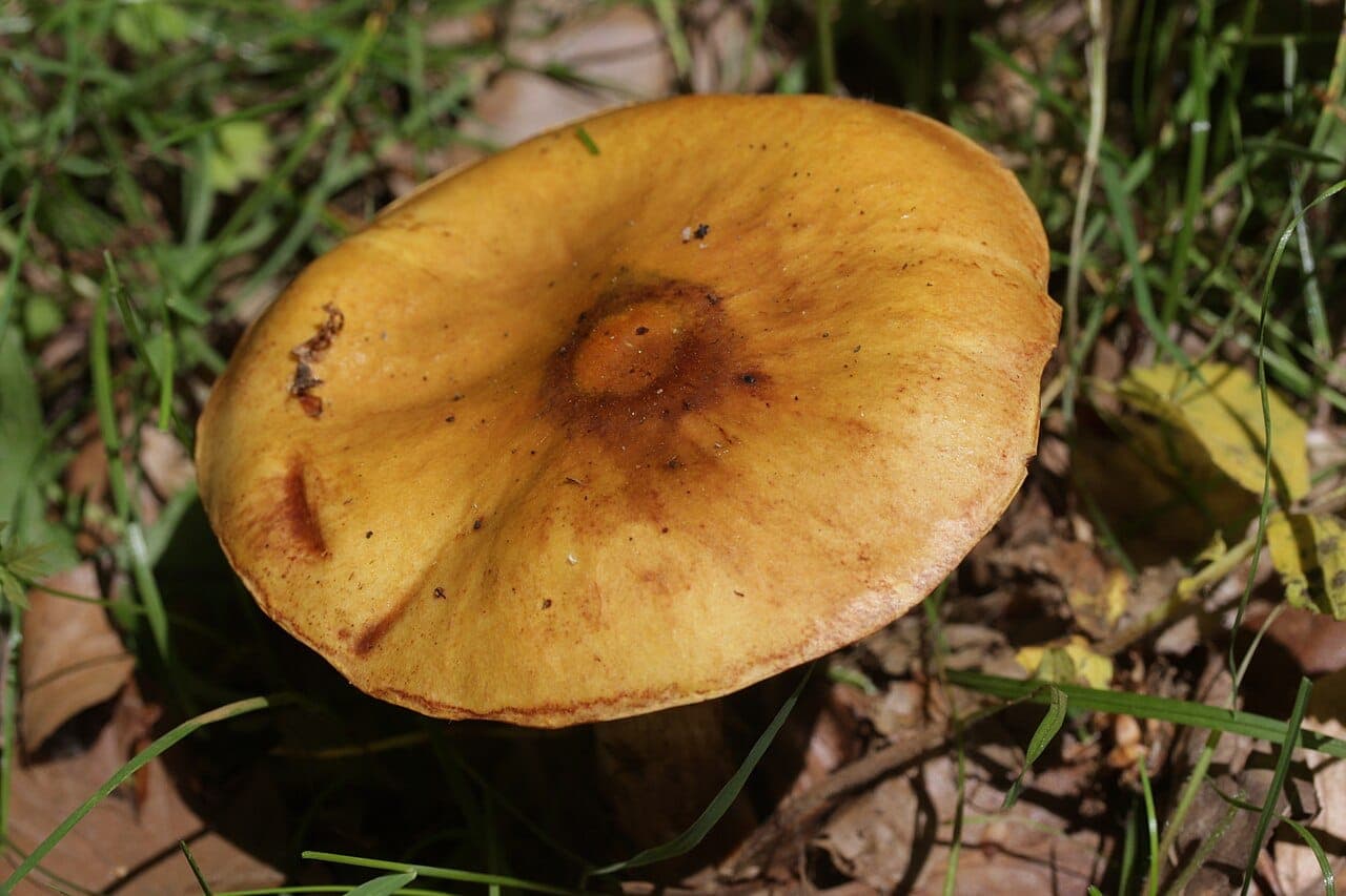Chapeau jaune-orangé visqueux du bolet élégant vu de dessus, centre plus sombre, marge régulière