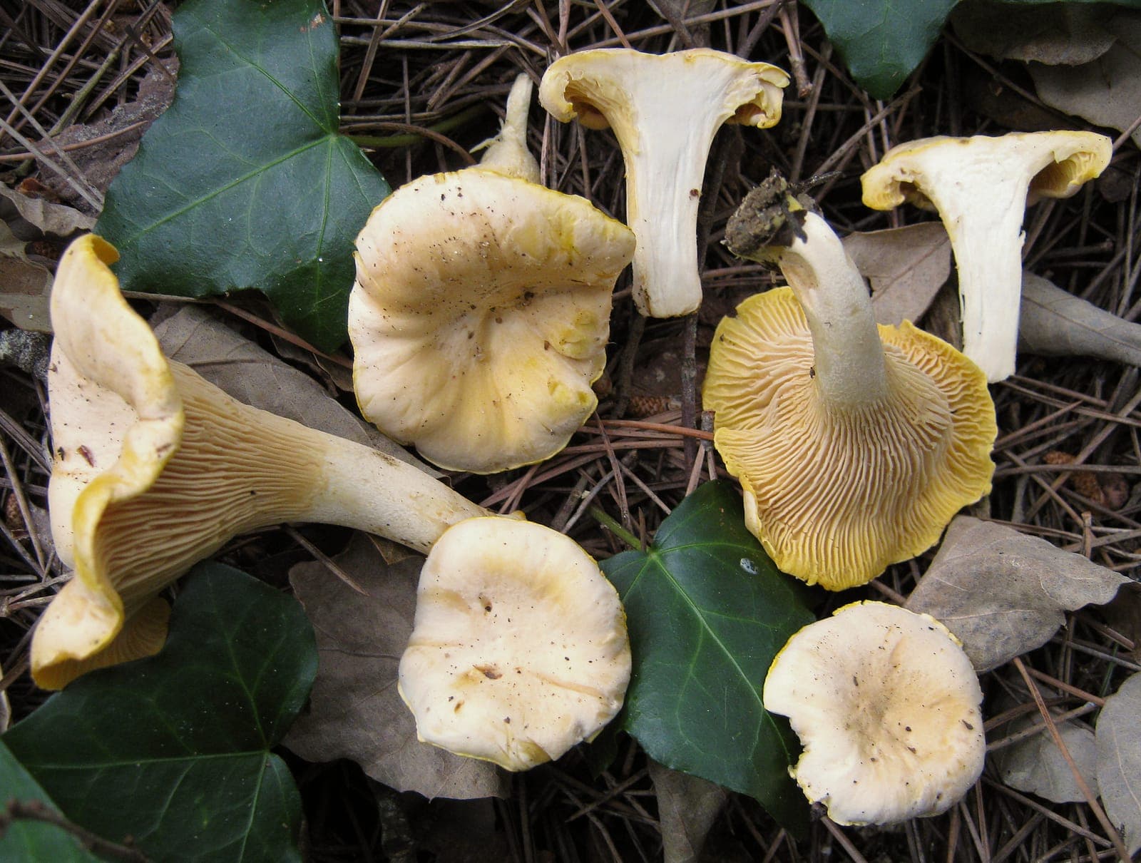 Chapeaux pâles et pruineux de girolles blanches, presque blancs à peine jaunis, marge sinueuse irrégulière