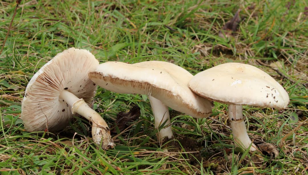 Lépiotes pudiques (Leucoagaricus leucothites) couchées dans l'herbe, chapeaux blanc crème et lames blanc rosé bien visibles sur le spécimen retourné