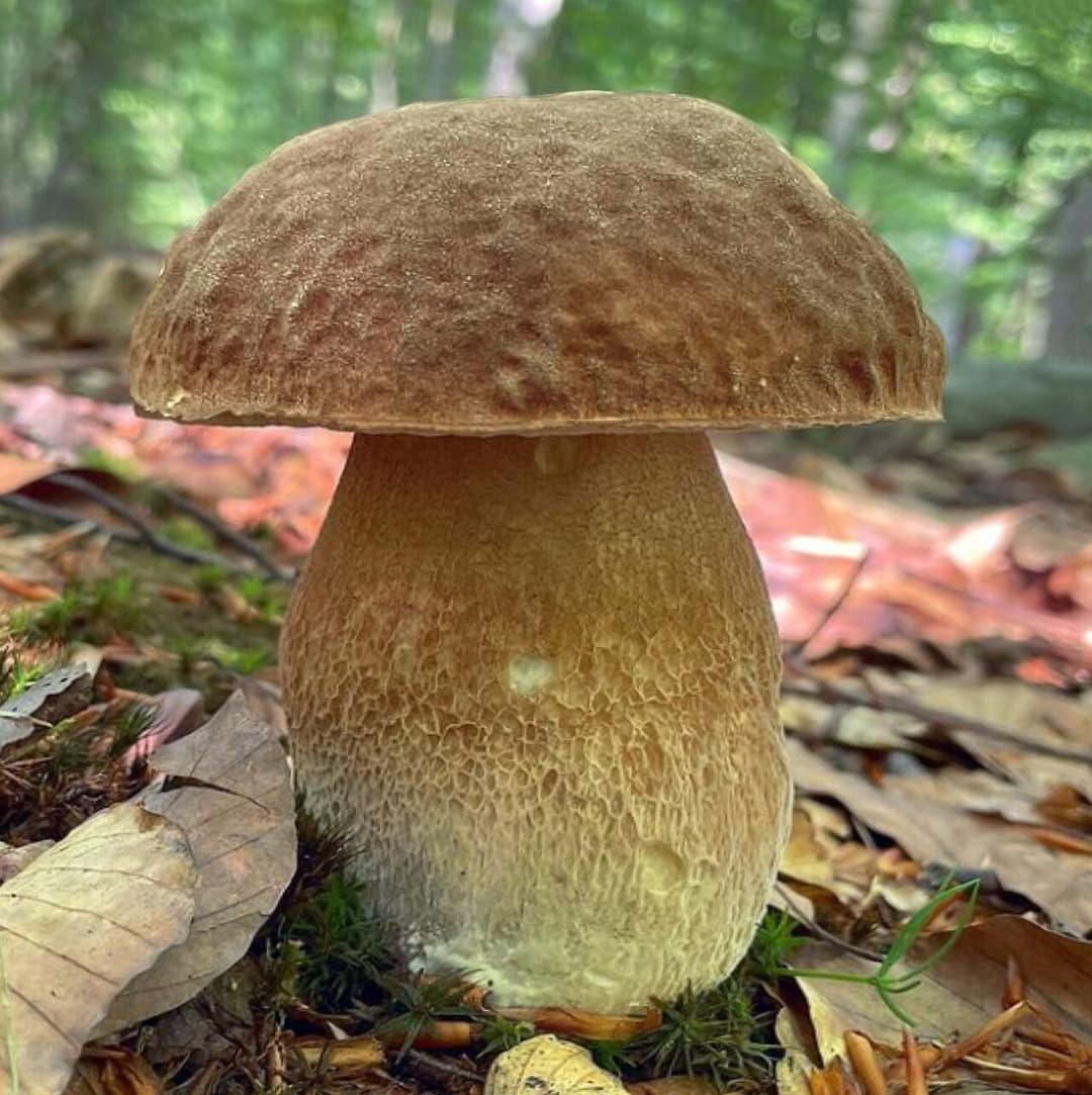 Cèpe d'été (Boletus reticulatus) au chapeau beige mat et au pied entièrement réticulé
