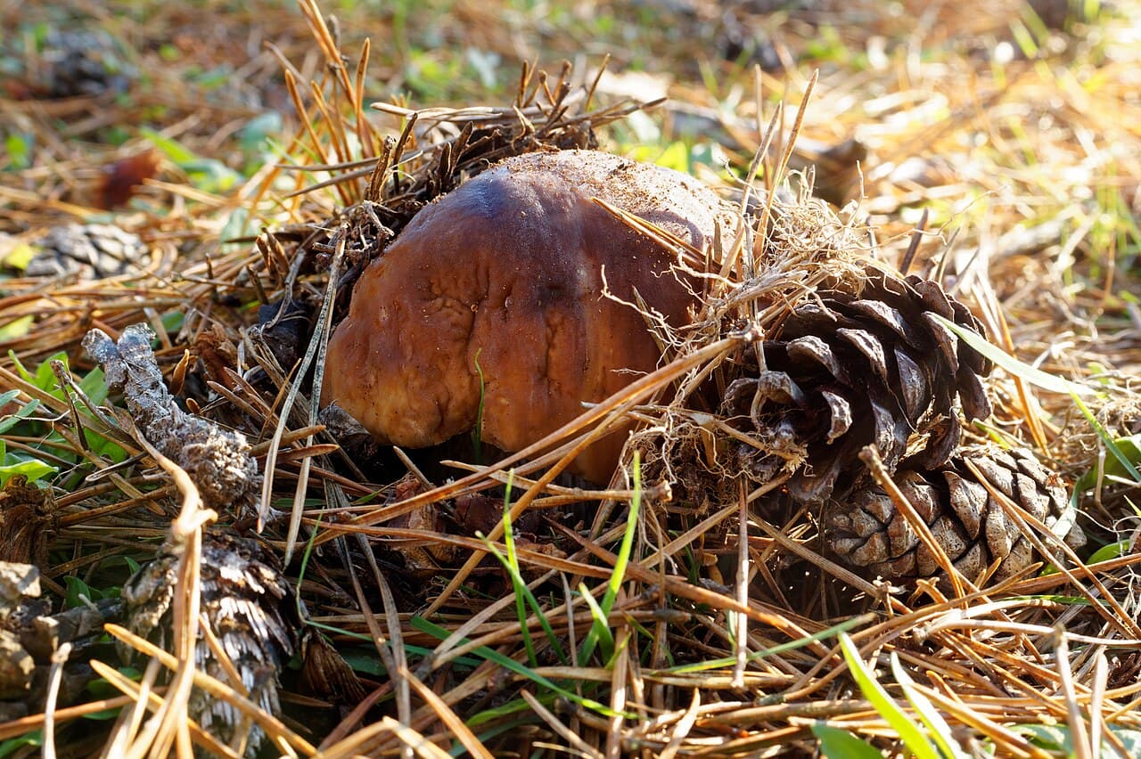 Cèpe des pins (Boletus pinophilus) à chapeau brun acajou, dans les aiguilles et les cônes de pin
