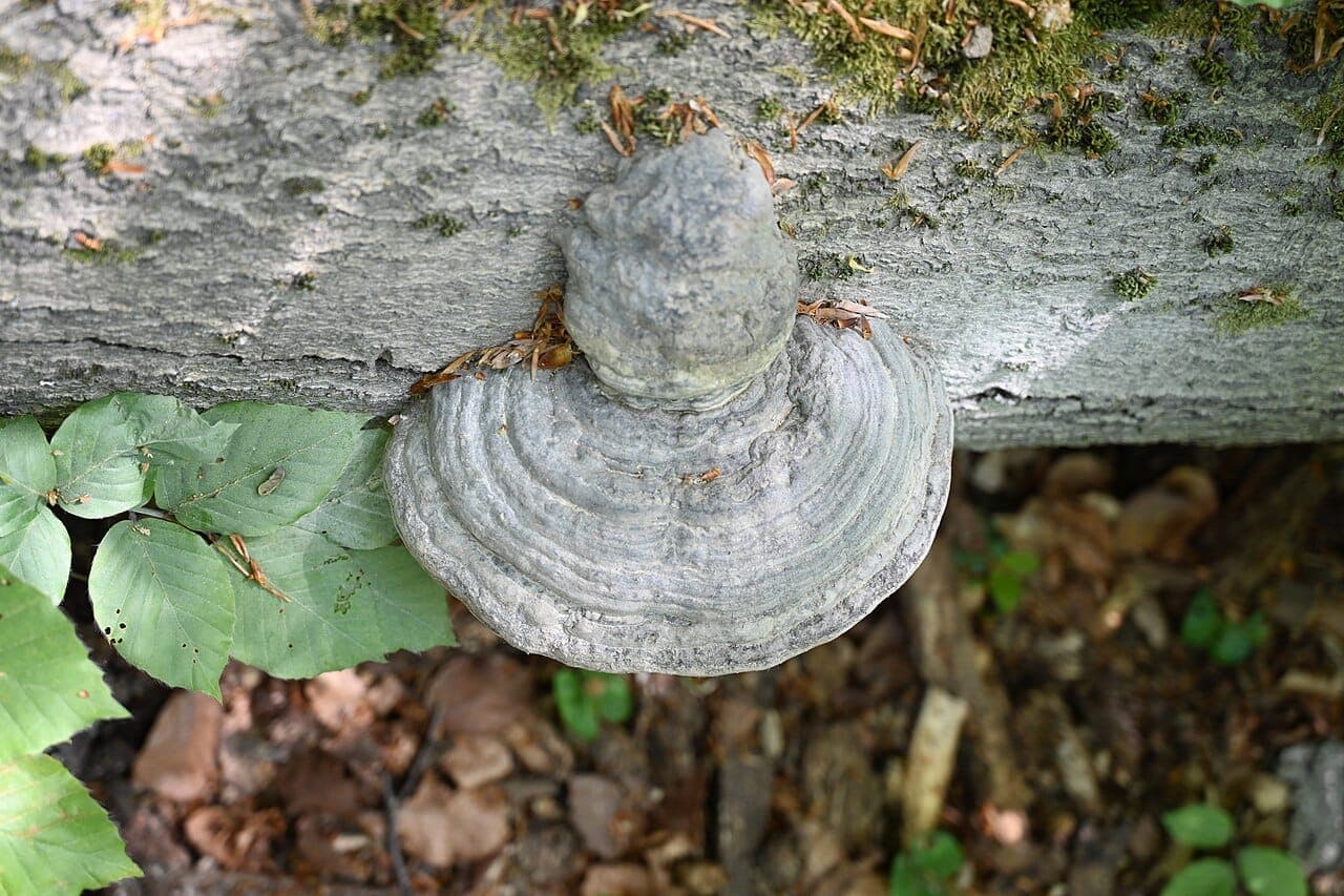 Amadouvier (Fomes fomentarius) en console grise et zonée, fixé sur un tronc de hêtre